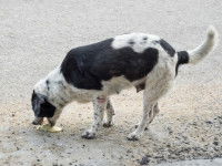 Un chien intoxiqué vomit sur le sol