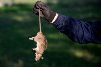 Un homme en combinaison tient un rat mort par la queue