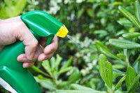 Un homme vaporise un pesticide sur une plante verte