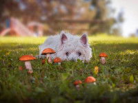 Un petit chien blanc est intrigué par des champignons toxiques dans son jardin