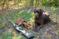 Un chien de chasse allongé à côté d'un fusil et de munitions