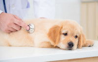 Un vétérinaire ausculte un chiot qui a avalé un médicament toxique