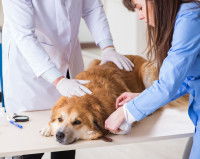 Un chien empoisonné allongé sur une table d'examen chez un vétérinaire