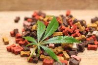 Une feuille de marijuana posée sur un tas de croquettes pour chien