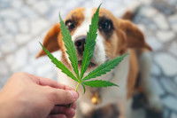 Un homme montre une feuille de marijuana à son chien