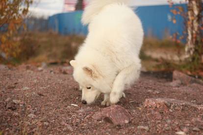 Mon chien a mangé une cigarette : symptômes, et que faire ?