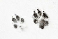 Des traces de pattes de chien dans la neige