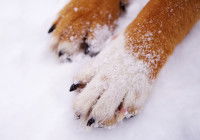 Vue proche des pattes avant d'un chien dans la neige