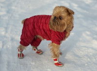 Un petit Griffon Bruxellois avec un manteau rouge et des chaussures dans la neige