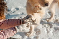 Une femme examine la patte de son chien dans la neige