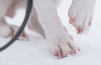 Des pattes de chien dans la neige
