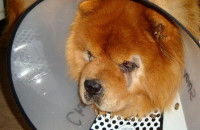 Un chien Chow Chow ayant été opéré d'un entropion porte une collerette