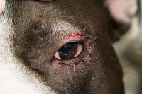 Vue proche d'un chien qui vient d'être opéré d'un entropion