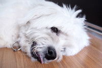 Un petit chien couché sur le sol pendant une crise d'épilepsie