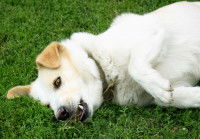 Un chien blanc fait une crise d'épilepsie dans l'herbe