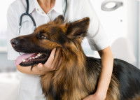 Un vétérinaire examine un Berger Allemand malade