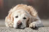 Un chien Labrador malade est allongé sur le sol