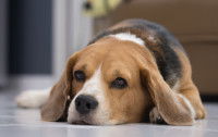 Un Beagle malade est couché sur le sol dans le salon