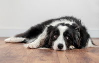 Un Border Collie nerveux et inquiet, allongé sur le parquet