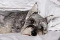 L'espérance de vie d'un chien atteint d'épilepsie