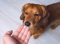 Un homme donne un médicament à son chien Teckel