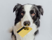 Un Border Collie tient une carte de crédit dans sa gueule