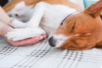 Un Jack Russell inconscient sur le sol, avec son maître