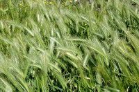 Un champ de blé encore vert