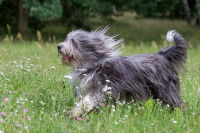 Un chien court dans l'herbe