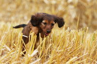 Quelles zones du corps du chien les épillets touchent-ils ?