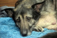 Un chien malade couché sur une couverture