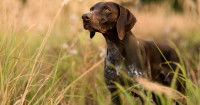Un chien de chasse debout dans les herbes hautes