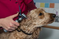 Un vétérinaire observe l'intérieur de l'oreille d'un chien