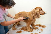 Couper le pelage du chien