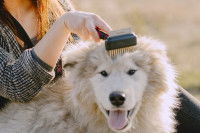 Une femme brosse le pelage de son chien