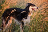 Un lévrier debout dans un champ de graminées