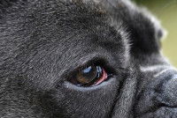 Un chien avec les yeux rouges et larmoyants