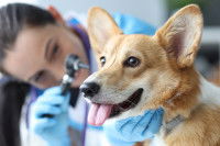 Une femme vétérinaire observe l'oreille d'un chien Corgi