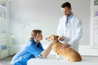 Un vétérinaire fait une piqûre à un chien inquiet
