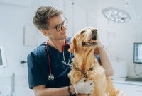 Un vétérinaire fait un câlin à un Golden Retriever