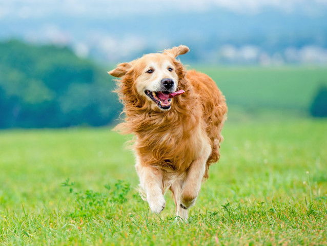 Un gros chien roux à poil long courant dans l'herbe