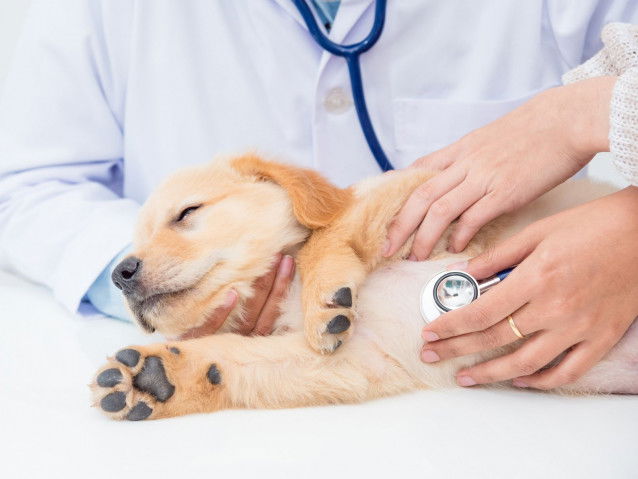 Un jeune chien se faisant examiner par une vétérinaire