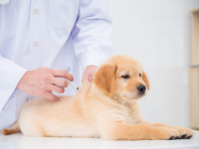 Un chiot en train de se faire vacciner