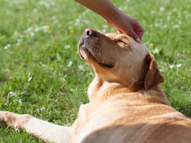 Un gros chien au teint clair couché dans l'herbe
