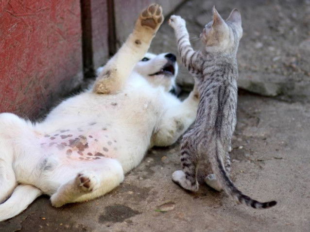 Un chiot et un chaton en train de jouer ensemble