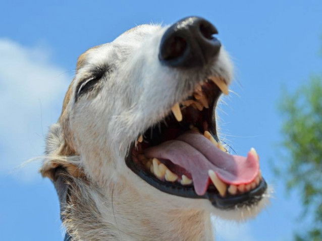 Un chien respirant très fort pour évacuer la chaleur
