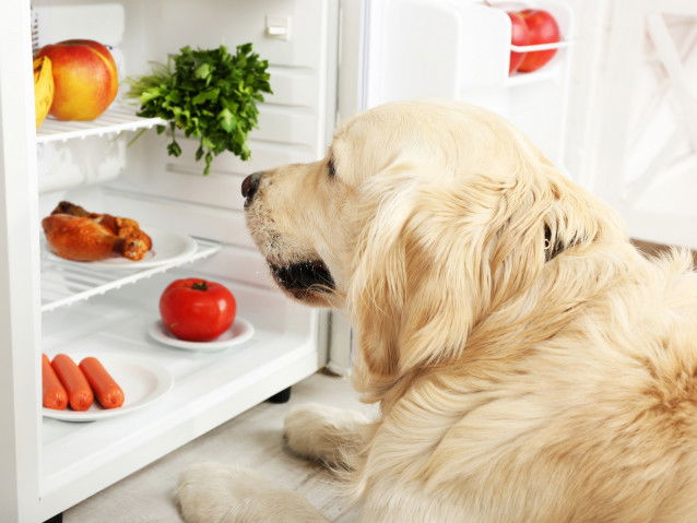 Un gros chien couché devant un frigo ouvert