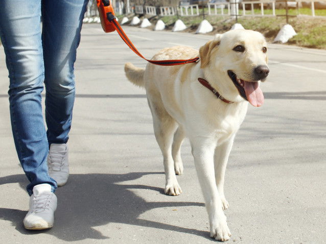 Une maitresse promenant son chien en laisse