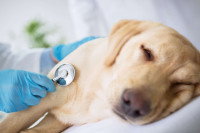 Un chien se faisant ausculter par le vétérinaire
