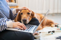 Une personne en train de taper sur son ordinateur tout en posant sa main gauche sur son chien, installé à ses côtés